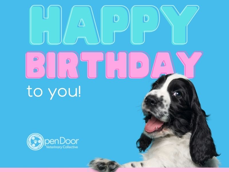 Honor Veterinarians with Tribute eCards