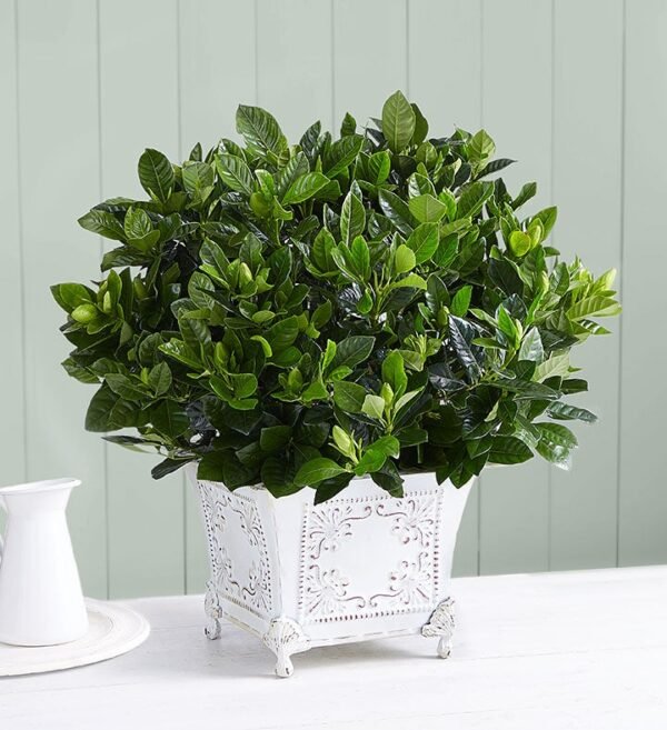Grand Gardenia™ - Image 3