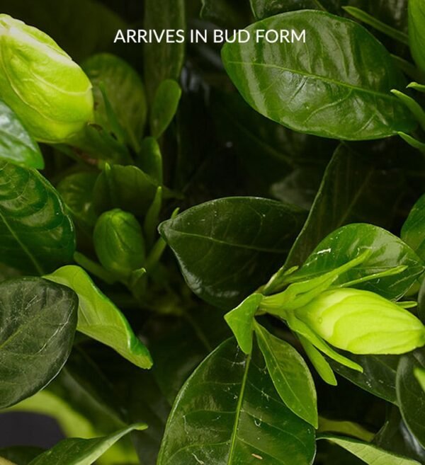 Grand Gardenia™ - Image 2